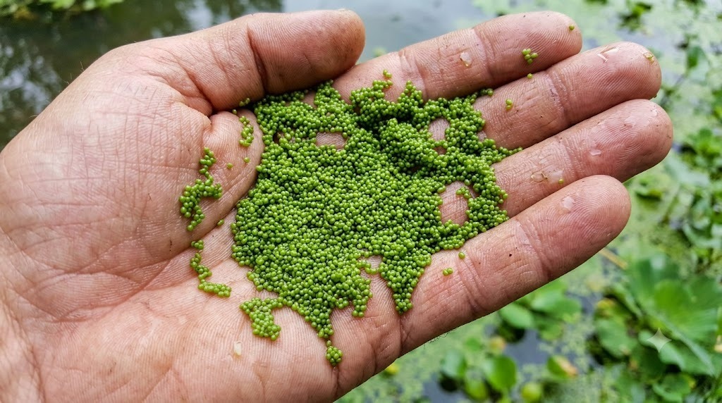 Wolffia globosa fresh spheres