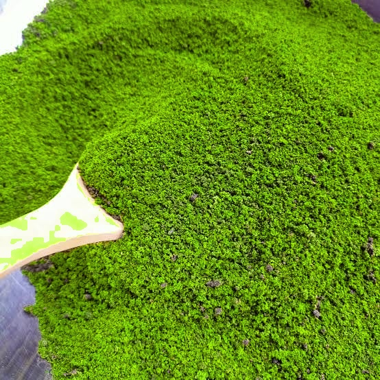 Lemna minor powder